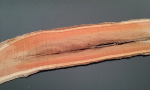 Medicine-wood